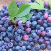 供应蓝莓速冻果  7－8月份