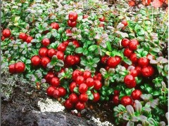 供应越桔速冻果图1