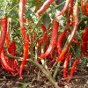 供应辣椒红