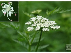 供应蛇床子提取物图1