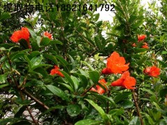 隔山撬提取物图1