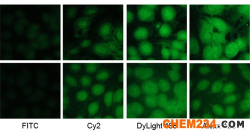 Dylight 488二抗—替代Alexa 488/FITC/Cy2绿色荧光