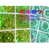 综合防伪全息标贴，不干胶防伪标签