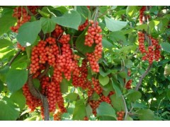 供应五味子油，鱼腥草油，沙棘籽油，甘松油图1