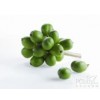 绿咖啡豆提取物--2012新品