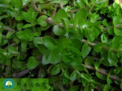 假马齿笕提取物图1