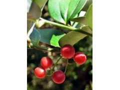 菝葜果提取物图1