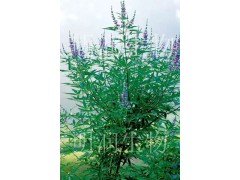 供应圣洁莓提取物图2