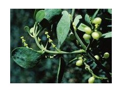 槲寄生提取物图1