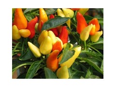 盐酸马尼地平图1