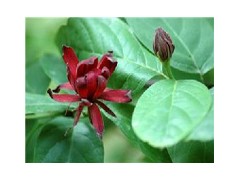 罗哌卡因盐酸盐图1