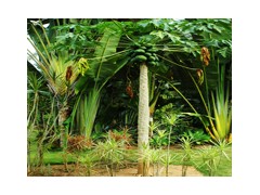 布比卡因盐酸盐图1