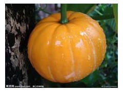 南瓜籽提取物图1