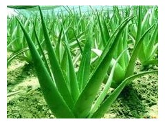 芦荟甙提取物图1