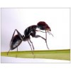 黑蚂蚁提取物