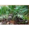 锯叶棕提取物Saw palmetto P.E.
