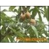娑罗果提取物Horse Chestnut P.E.