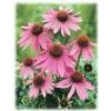 紫锥菊提取物Echinacea P.E.