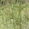 问荆提取物Horsetail P.E.