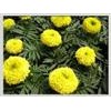 万寿菊提取物Marigold P.E.