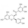 供应表儿茶素没食子酸酯