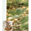 优惠供应鬼臼毒素 Podophyllotoxin