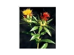 现货供应桔梗提取物/红花提取物图1