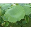 专业厂家生产供应荷叶提取物5:1 10:1 20:1比例