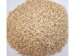 专业厂家生产供应麦芽提取物5:1 10:1 20:1比例
