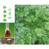 供应川芎油