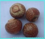 供应无患子提取物