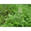 供应荆芥提取物