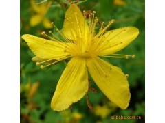 贯叶连翘提取物图1