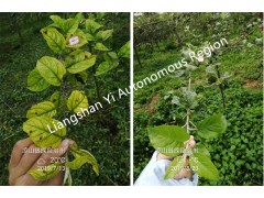 EDDHA FE 6% 螯合铁 铁肥 黄叶黄化病克星图3