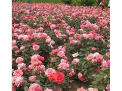 唐山绿化苗木 唐山苗圃 遵化苗圃 遵化苗木图4