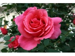 唐山小区绿化 承德小区绿化 天津小区绿化 秦皇岛小区绿化图2