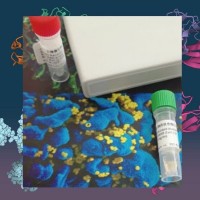 CD47|Rhesus Macaque CD47重组蛋白